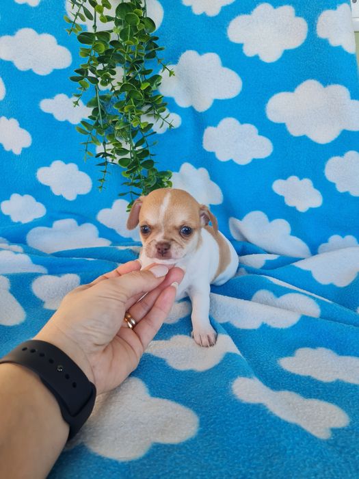 Estupendo menino mini Chihuahua Linhagem Russa de Qualidade