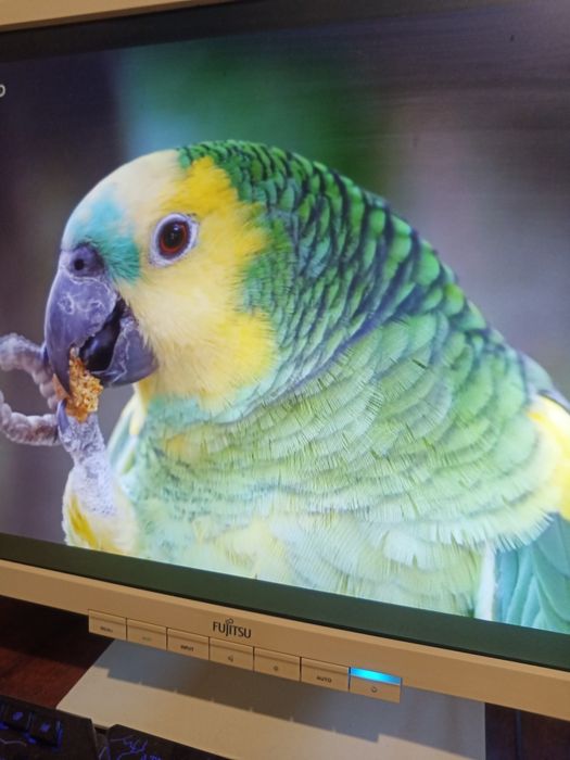 Монитор недорого