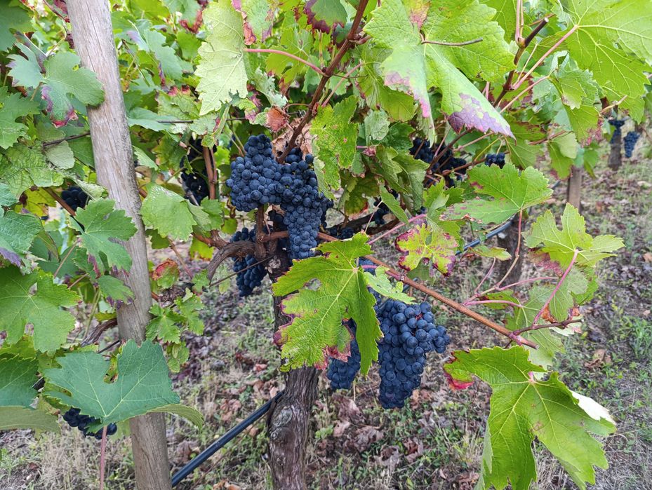 Vendo uvas para vinho brancas e tintas