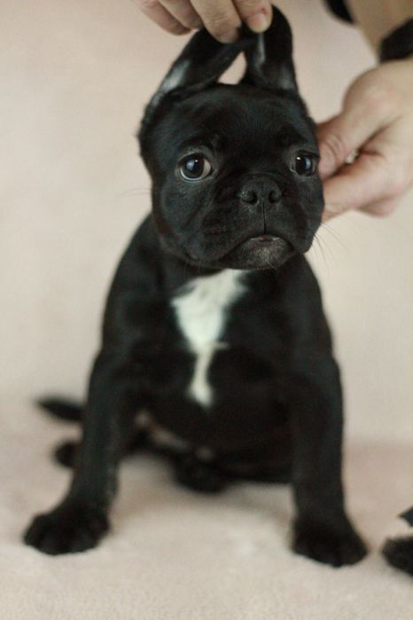 Американ булли экзотик. Чёрные щеночки. 2 месяца