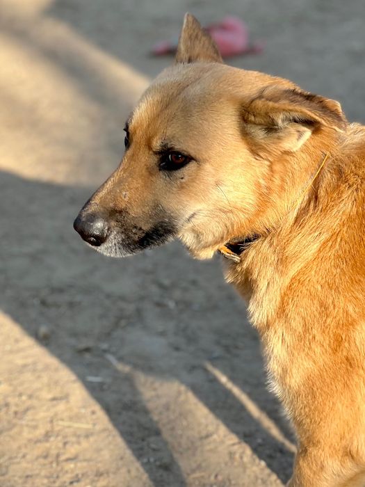 Leo - piękny przytulas szuka domu