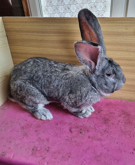 Olbrzymy Belgijskie szynszylowe