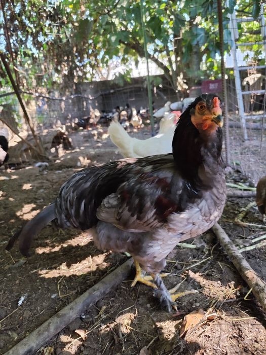 Galo Olive egger com 6 meses