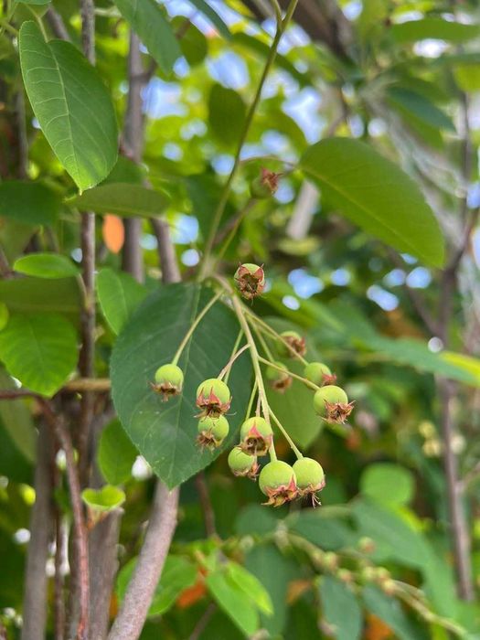 Świdośliwa lamarcka / Amelanchier lamarckii - wielopniowa HURT/DETAL