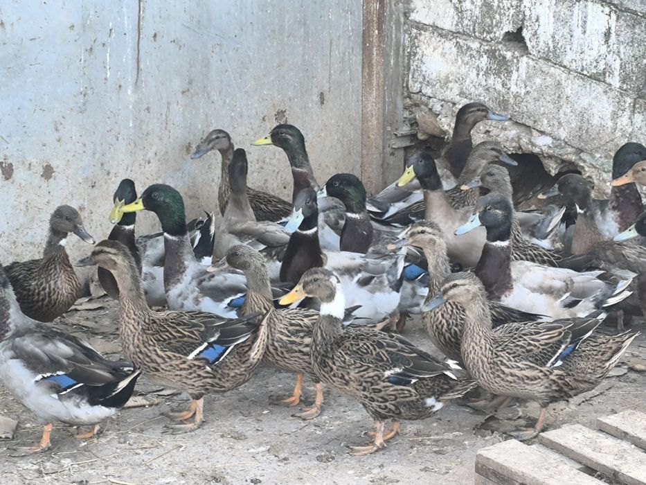 Ovos de pato para chocar