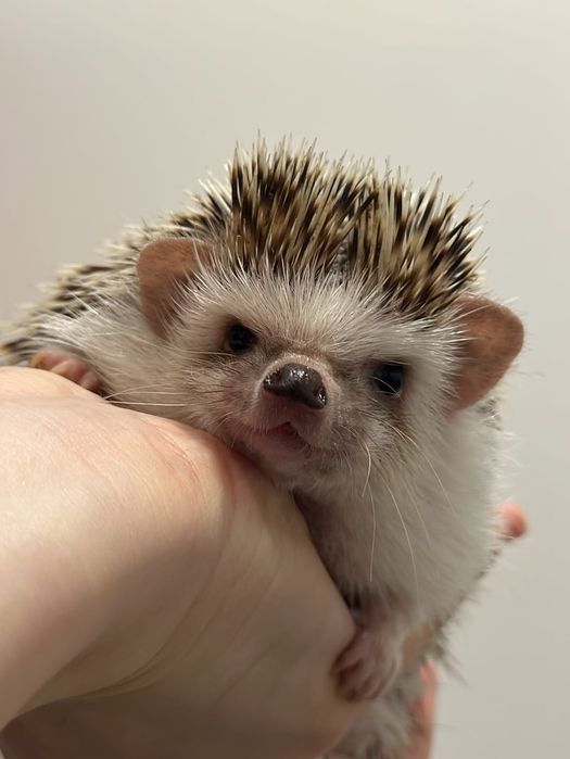 Sprzedam jeża pigmejskiego (samiczka)