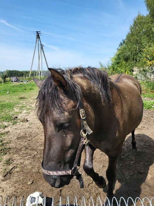 Pilnie! Sprzedam młodego wałacha