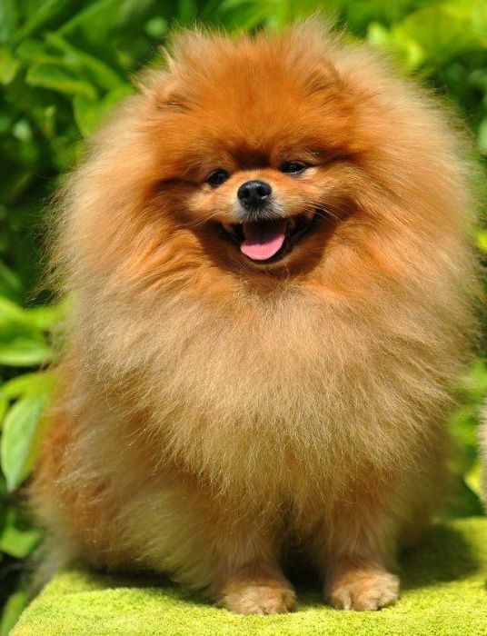 Шикарный набивной титулованный кобель померанского шпица для ВЯЗКИ