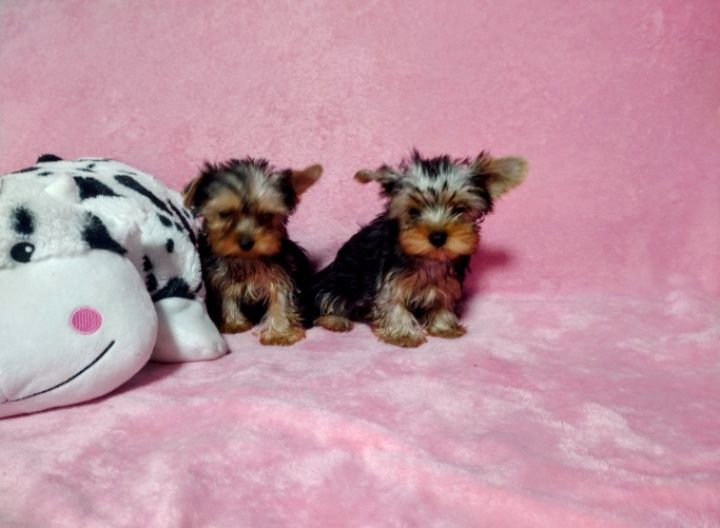 Супер міні дівчинка та хлопчик.