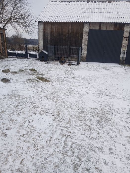 Oddam pieska w dobre ręce