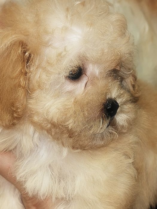 Mini suczka Maltipoo