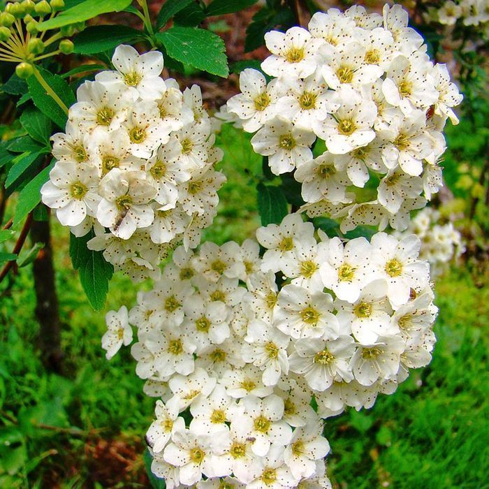 Саджанці спіреї білої ОПТ–Роздріб / Саженцы спиреи белой ОПТ–Розница