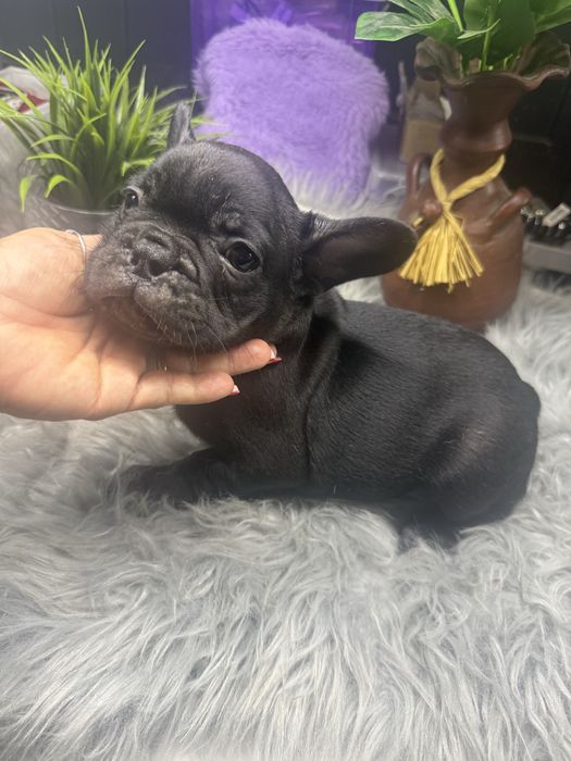 “MENINO”Buldogue Frances “Blue Sólido”