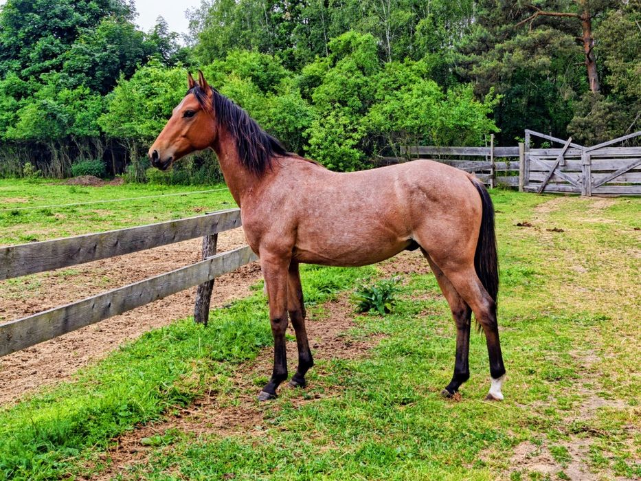 Roczny APH, koń, 3/4 AQH, quarter horse