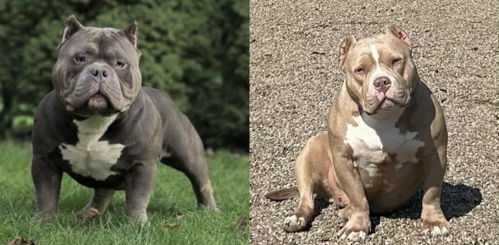 American Bully ABKC