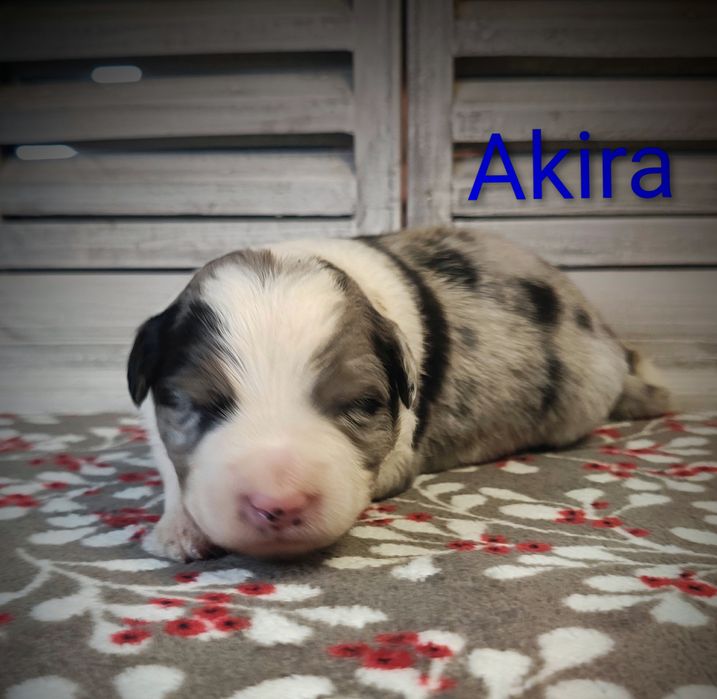 Border collie piesek Blue merle przebadani rodzice