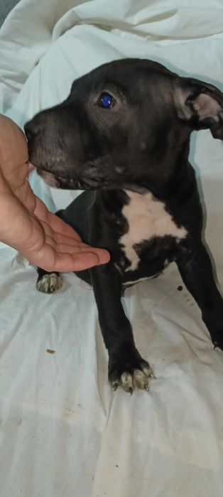 Продажа піт бультерєра