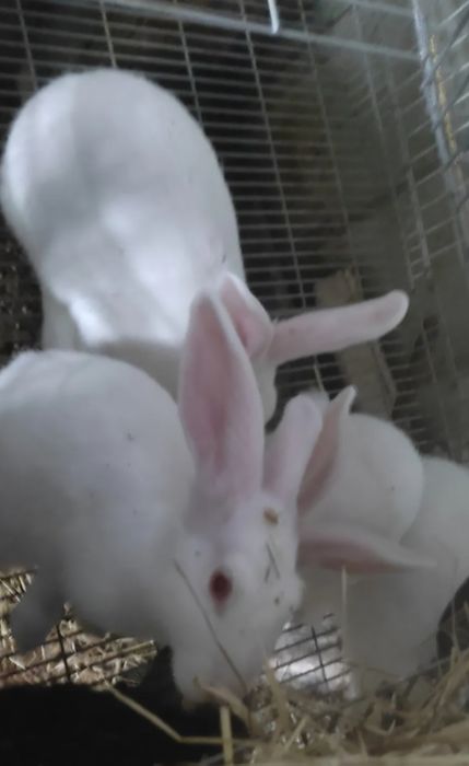 Tenho coelhos caseiros