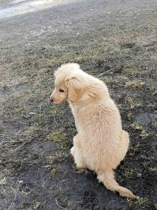 Дівчинка цуценя безкоштовно