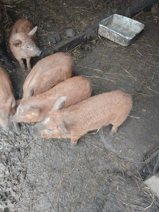 Продаються поросята