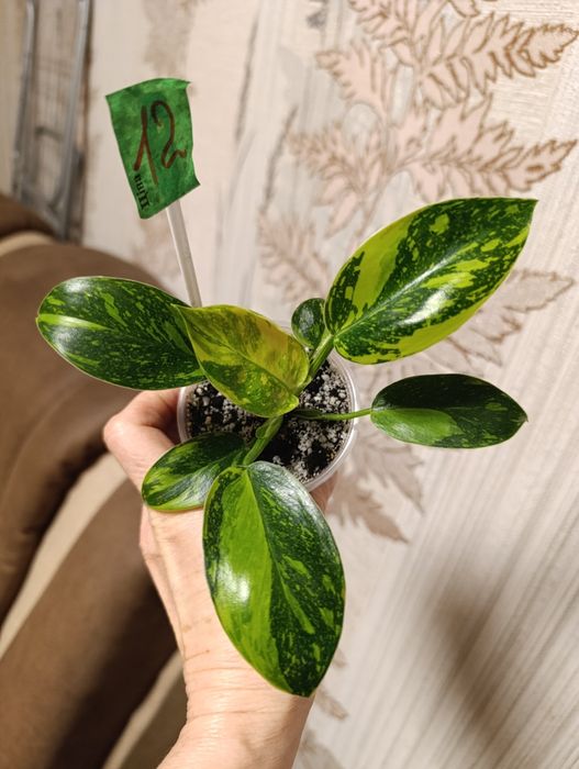 Филодендрон  сорта Конго грин гібрид варієгатний,Magic Ma