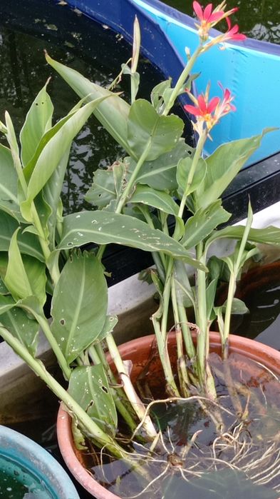 Plantas para lagos
