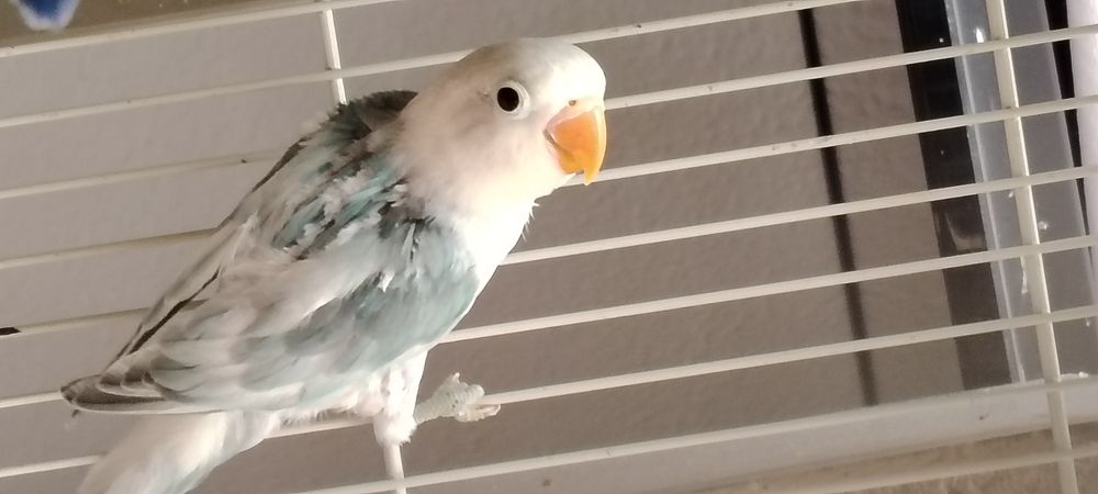 Agapornis Fischer , Blue Opalino.