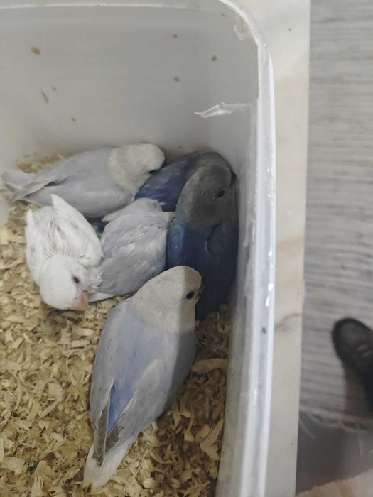 Roseicollis criados a Mão!