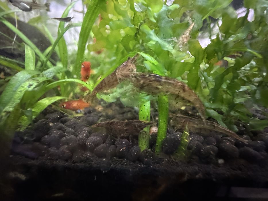 Neocaridina Wild