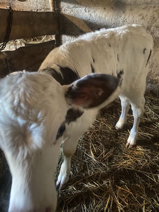 Теличка молочної породи