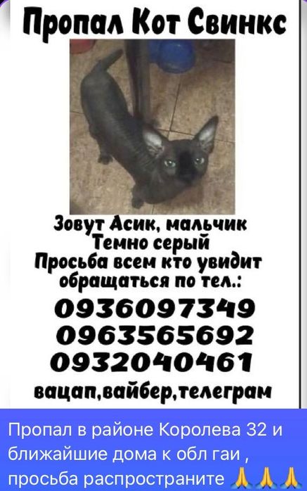 Пропал кот Сфинкс