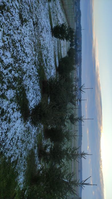 Choinki świerk pospolity choinka