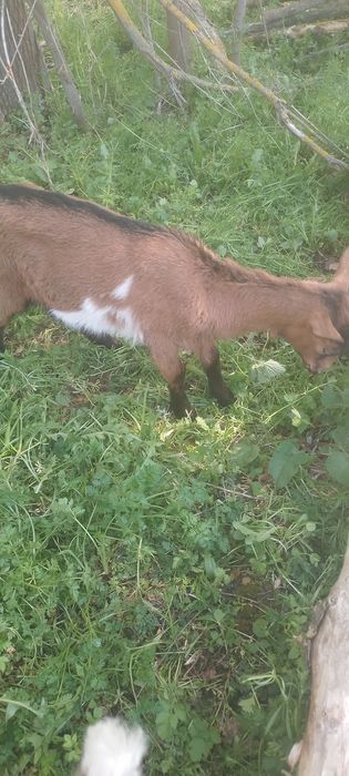 3х місячні альпійські козички продаються.