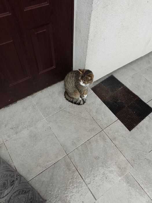 Zaginął kot  Podkowa Leśna. Nadarzyn i okolice.