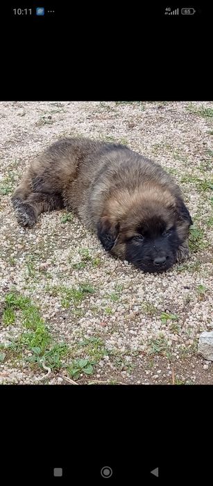 Filhotes para adoção