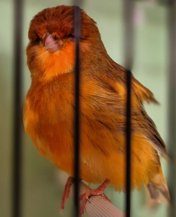 Kanarek kanarki  norwik