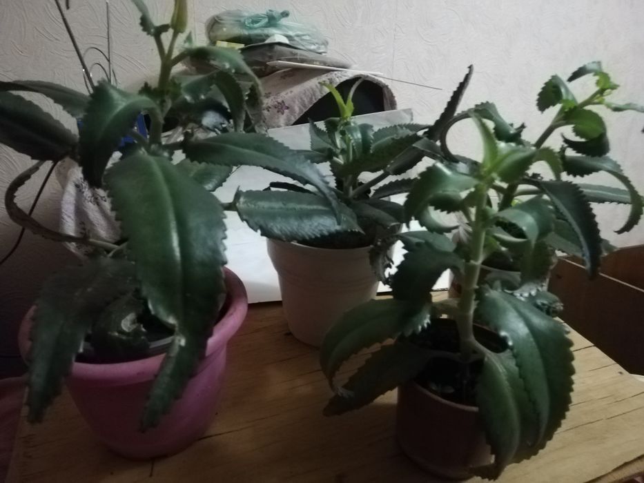 Каланхое. Столетник. денежное дерево.