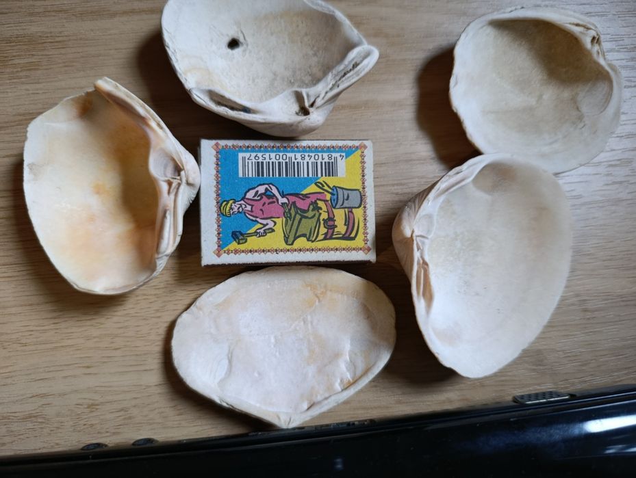 Мушлі середземноморські