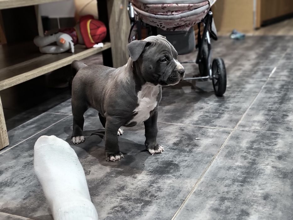 Amstaff mocny samiec