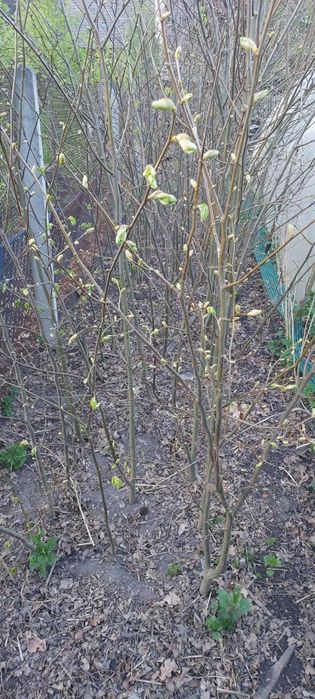 Sadzonki Lipa drobnolistna