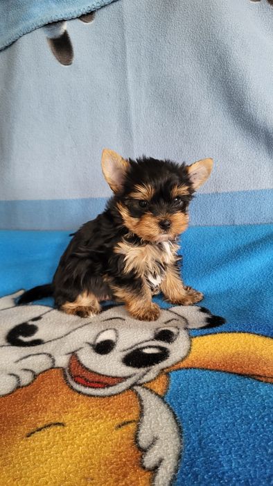 Чистокровные йорк мини.