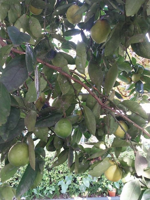 Vendo limas sumarentas