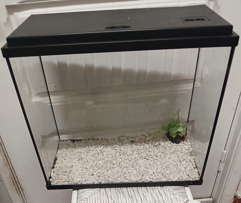 Aquário em vidro com elementos de decoração. Largura- 40cm