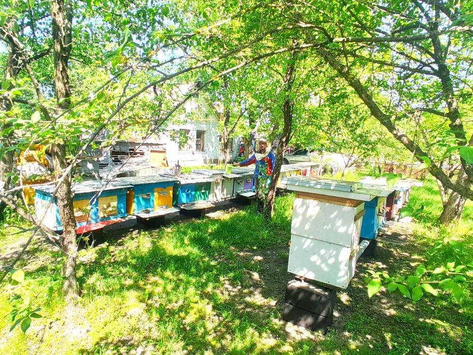 Продаю отводки, бджолопакети, рамки, сiм'ї з вуликами, матки
