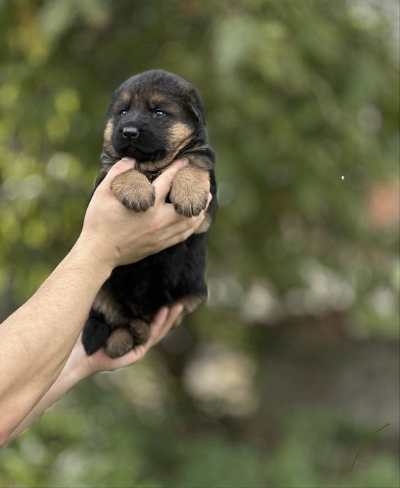 Породисті німецькі вівчарки цуценята. Ідеальний вибір в сімю і охорону
