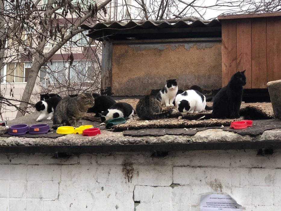 Кот черный белый