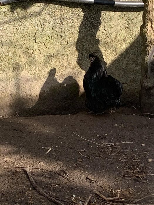 Vendo este casal garnizos