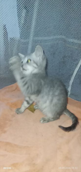 Британські котики котик