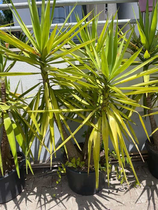 Plantas de vaso grande