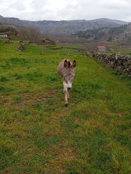 Burra 4 anos  já trabalha